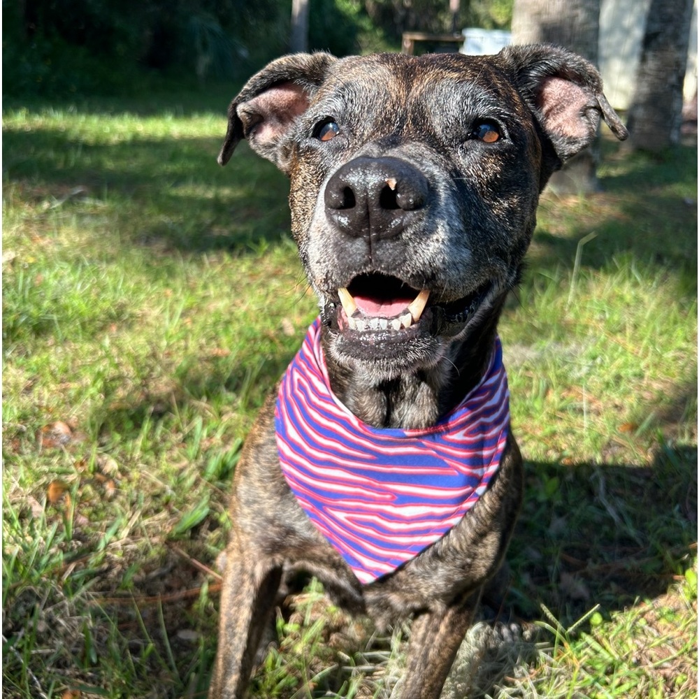 Buffalo Bills Dog Bandanas
